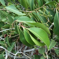 Syzygium cumini (L.) Skeels